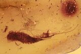 Fossil Silverfish (Zygentoma) In Baltic Amber - Rare #270597-1